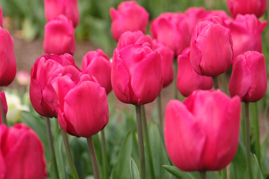 Fuchsia pink tulip, tulipa &lsquo;Lady Van Eijk&rsquo; in flower.