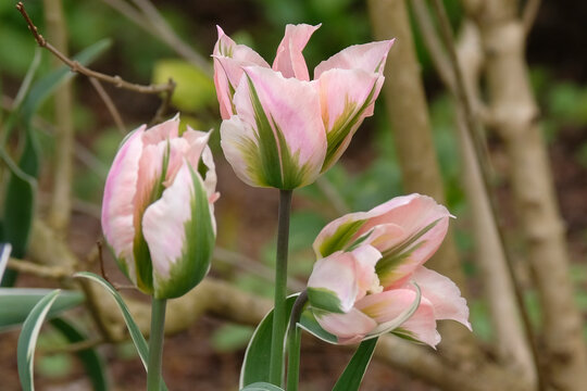 Green and soft pink variegated tulip, tulipa &lsquo;China Town&rsquo; in flower.