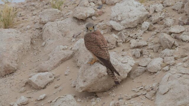 Close up video of common kestrel stands falcon perches atop rocky terrain and relaxing with alert. Feathers blend with earthy tones of the landscape. Bright eyes scan surroundings with keen focus. 