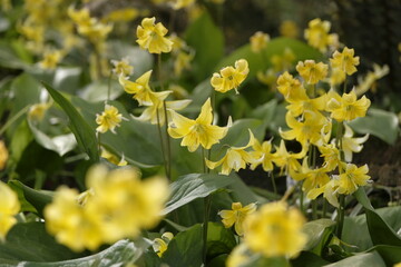 Obraz premium Yellow Erythronium, trout lily ‘Pagoda’ in flower.