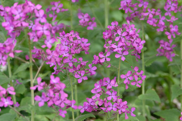 Obraz premium Lunaria annua, purple honesty, in flower.