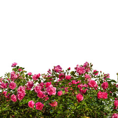 Fototapeta premium Bush of vibrant pink roses with green foliage, isolated on white, clipping path, ideal cutout element for botanical illustrations, landscape graphics, wedding invitations, and floral decorations
