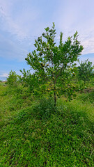 Fototapeta premium Fresh green oranges growing on a tree branch in a local citrus plantation.