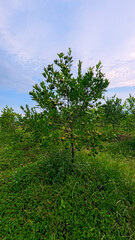 Fototapeta premium Fresh green oranges growing on a tree branch in a local citrus plantation.