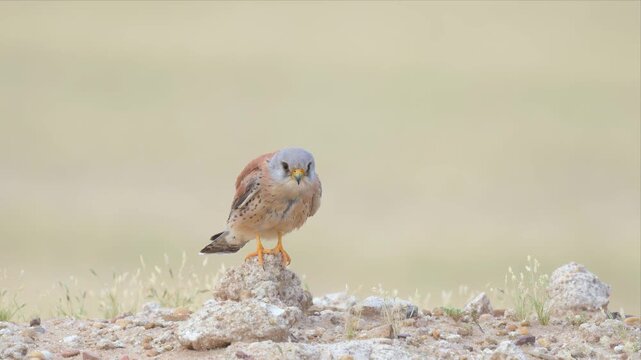 Close up video of lesser kestrel stands falcon perches alertly on rocky outcrop and relaxing. Sharp eyes scan surroundings with keen interest. Soft focus background enhances bird's natural presence. 
