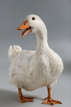 Duck Makes Loud Quacking Sound That Has No Echo in Quiet Space