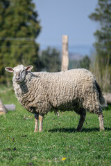 Naklejka premium Adult white sheep on a pasture with grass.