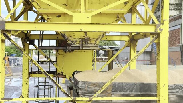 wheat from hopper fall and flush truck body. cargo operation in port. transportation.