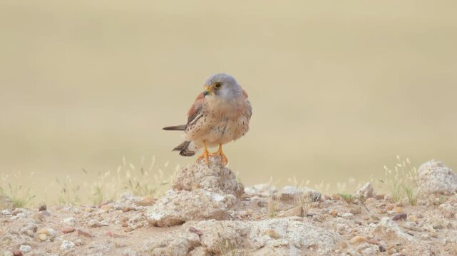 Close up video of lesser kestrel stands alert on rocky ground and cleaning his body. Soft, golden light bathes the scene. Vibrant yellow feet grip weathered stones. 