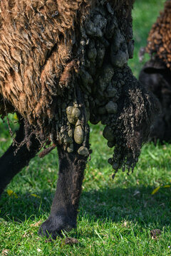 Close-up of the hindquarters of an adult brown sheep with matted tufts of wool.
