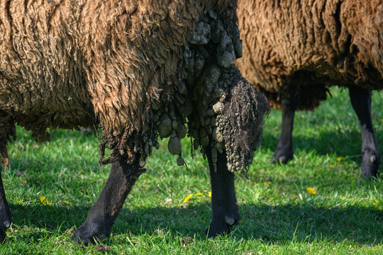 Close-up of the hindquarters of an adult brown sheep with matted tufts of wool.