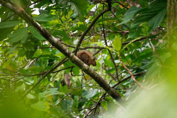 Fototapeta premium Brown squirrel on tree branch in Bocas del Toro Panama rainforest