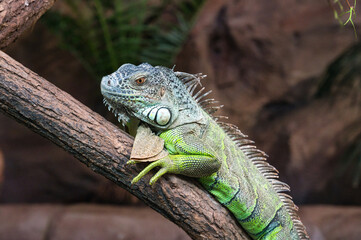 Zbliżenie na zieloną iguanę odpoczywającą na gałęzi drzewa w naturalnym tropikalnym środowisku. Szczegółowy portret egzotycznego gada z wyraźną strukturą łusek i charakterystycznym grzebieniem. © BMC