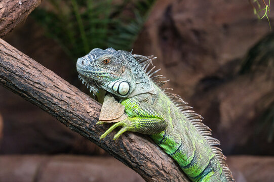 Zbliżenie na zieloną iguanę odpoczywającą na gałęzi drzewa w naturalnym tropikalnym środowisku. Szczeg&oacute;łowy portret egzotycznego gada z wyraźną strukturą łusek i charakterystycznym grzebieniem.