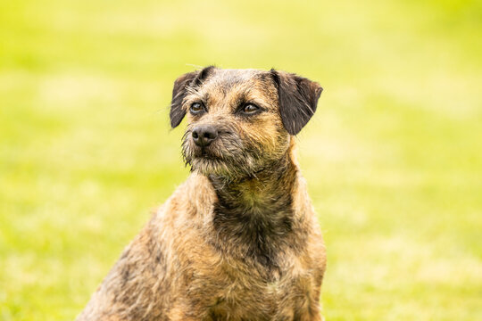 Border Terrier