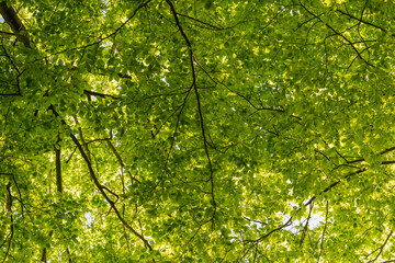 Fototapeta premium Looking up into the canopy of a beech tree with fresh green leaves.