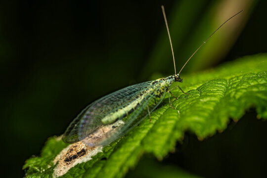 Green lacewing Chrysopidae with transparent iridescent wings macro close-up on serrated leaf, dark background, wildlife and entomology photography.