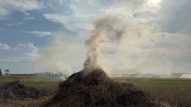 Burning rice straw emits puffs of smoke.