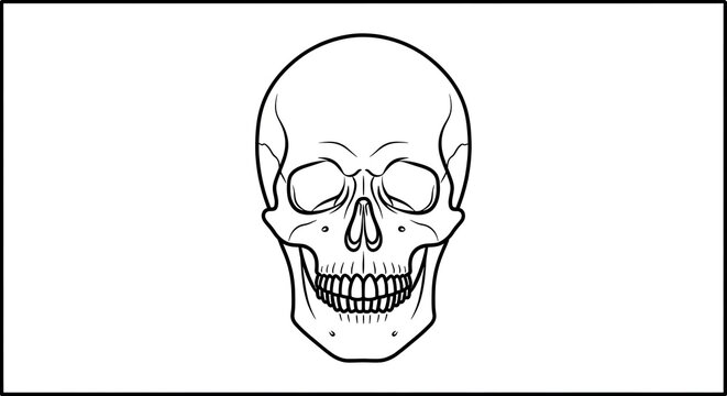 Front View Human Skull Line Art Illustration, Anatomical Drawing of Skeletal Head Bone in Monochrome Style Vector