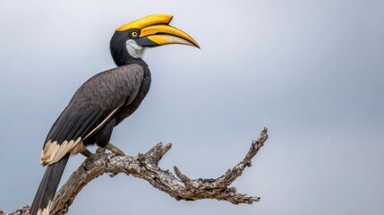 Obraz premium Great hornbill perched on bare branch against overcast sky, photorealistic