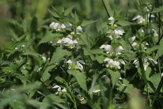 Group of white dead-nettle (Lamium album) plants with white flowers blooming in a lush green grassy meadow under bright natural light