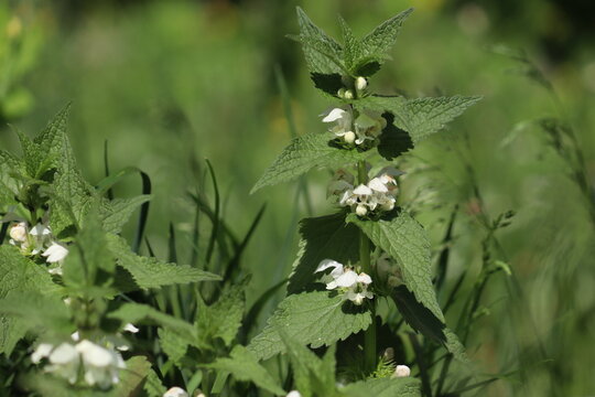 White dead-nettle (Lamium album) flowers blooming in whorls on a leafy green stem in a sunlit meadow