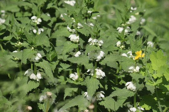 Group of white dead-nettle (Lamium album) plants with white flowers blooming in a lush green grassy meadow under bright natural light