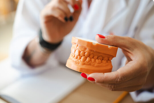 A dentist holds a dental model, demonstrating tooth alignment and oral health education.