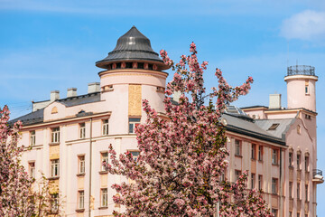Pink flowering trees in front of a historic building with a turret and a tower under a clear blue sky, showcasing architectural details and vibrant spring colors © Emvats