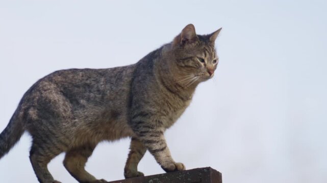 Tabby cat carefully walking along a metal or stone ledge in natural daylight