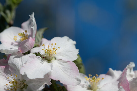 A close-up of apple blossoms blooming on a tree against a blue sky.