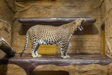 Yawning Sri Lankan leopard inside an indoor pavilion enclosure. © lapis2380