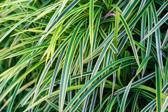 Green Grass background