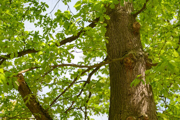 Fototapeta premium Young fresh English oak leaves on a branch.