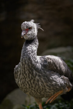 Southern screamer bird standing on one leg.