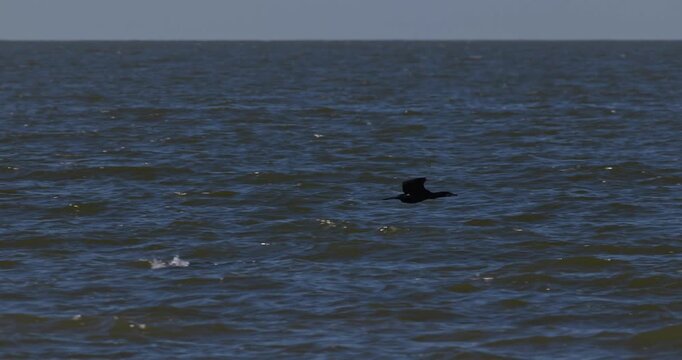Great cormorant flying low over water in Curonian Lagoon slow motion