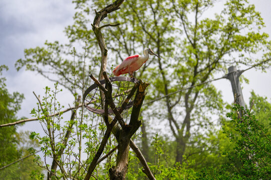 Roseate spoonbill sitting on an empty nest structure in an outdoor aviary enclosure.