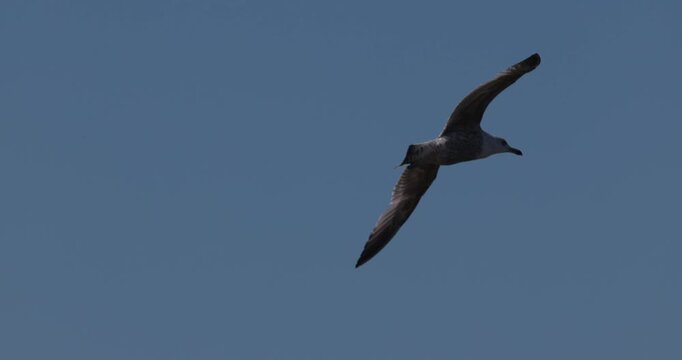 European herring gull flying low over water past sitting cormorant in Curonian Lagoon slow motion