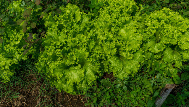 Fresh green curly lettuce (Lactuca sativa) growing on an organic vegetable farm.