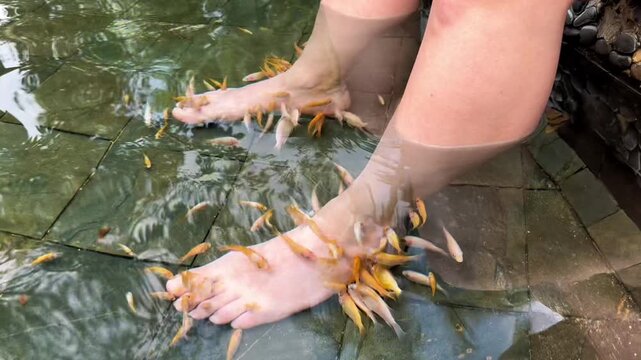 Small fish in ponds chew human feet for health therapy. Foot fish spa. Up to a quarter right high angle. Close up.