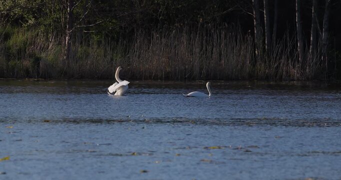 Mute swan raising body and flapping wings before mate during courtship on lake at sunset slow motion