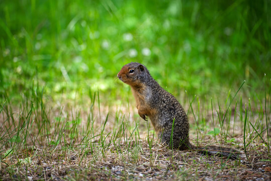 Wildlife Conservation, Ground Squirrel Standing Alert In Natural Habitat, Rodent In Green Grassland Environment