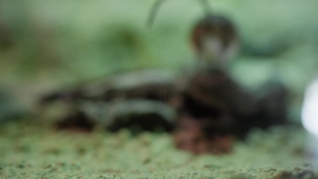 Tiny wild shrew stands alert on mossy forest floor, pointed snout and shiny black eye in sharp focus, soft green bokeh background enveloping the small furry creature in natural habitat