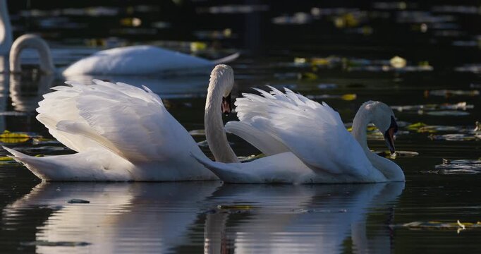 Two mute swans in courtship display swimming among water lilies at sunset slow motion