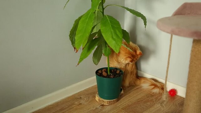 Relax calm maine coon cat with fur tail hiding and licking her fur behind a green flower in pot with long bright leaves in home room interior near the pet scratching post. Active pet life