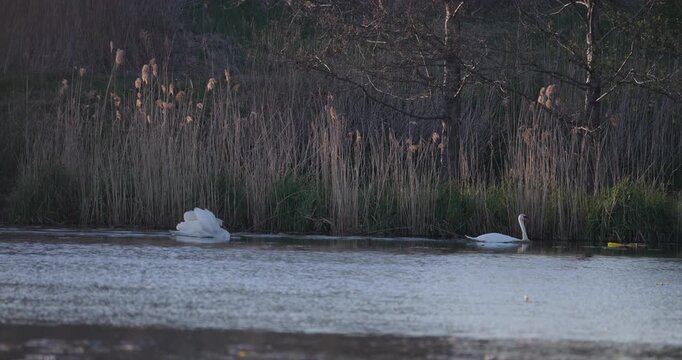 Mute swan chasing mate in aggressive courtship behavior on lake at sunset slow motion