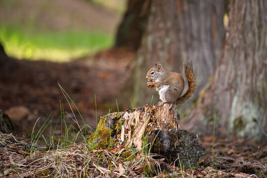 Wildlife Nature Photography, Red Squirrel Eating Nut On Tree Stump In Forest, Woodland Animal Foraging For Food