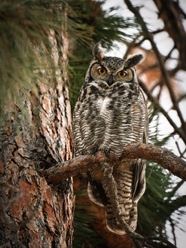 Great Horned Owl Perched On Pine Tree Branch, Wildlife Conservation And Nature'S Wisdom