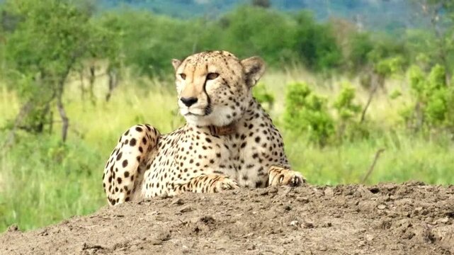 A majestic cheetah resting on a termite mound in the african savanna