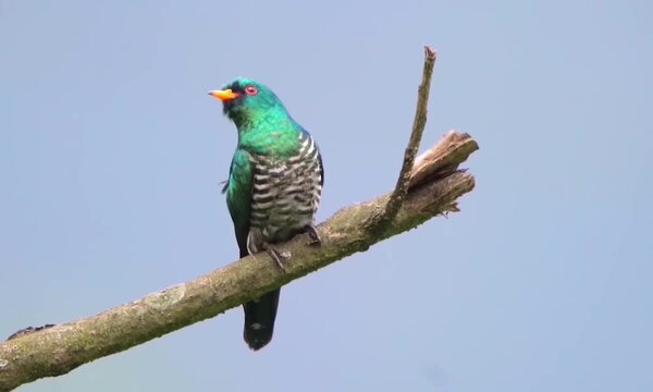 Asian emerald cuckoo perched on a tree branch against a blue sky